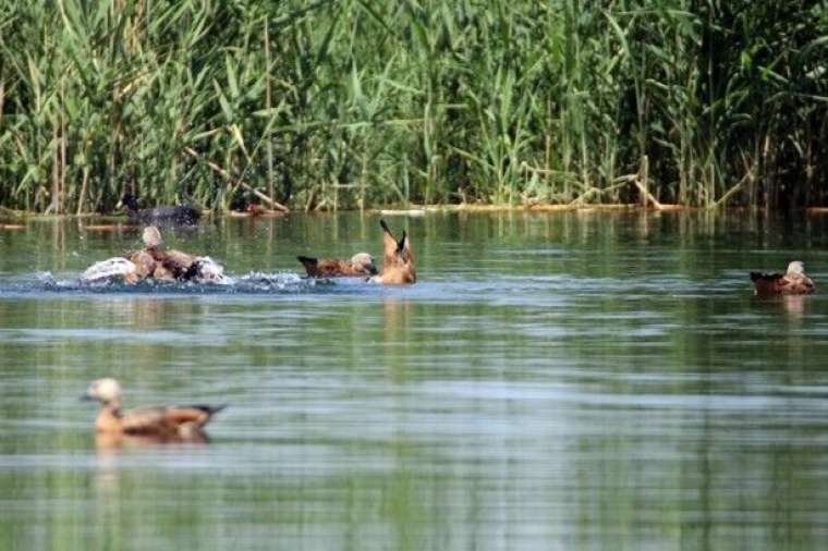 Buzullar eridi! Ortaya bu görüntüler çıktı 14