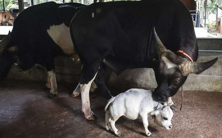 Dünyanın en küçük ineği görenleri şaşkına çevirdi 5