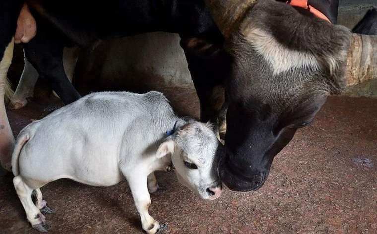 Dünyanın en küçük ineği görenleri şaşkına çevirdi 8