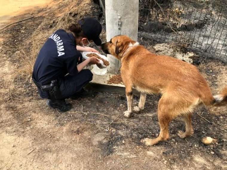 Binlerce Mehmetçik yangın bölgesinde! 3