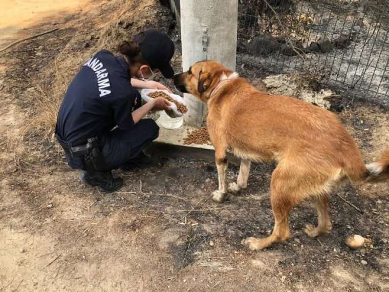 Binlerce Mehmetçik yangın bölgesinde! 15