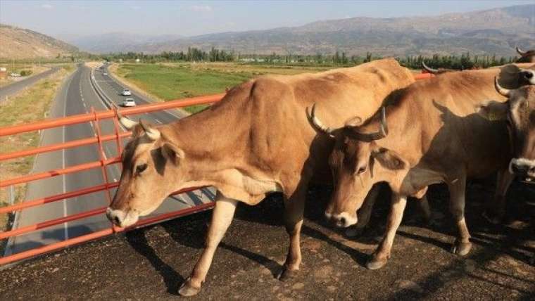 İşte Türkiye'nin ilk ekolojik üst geçidi 1