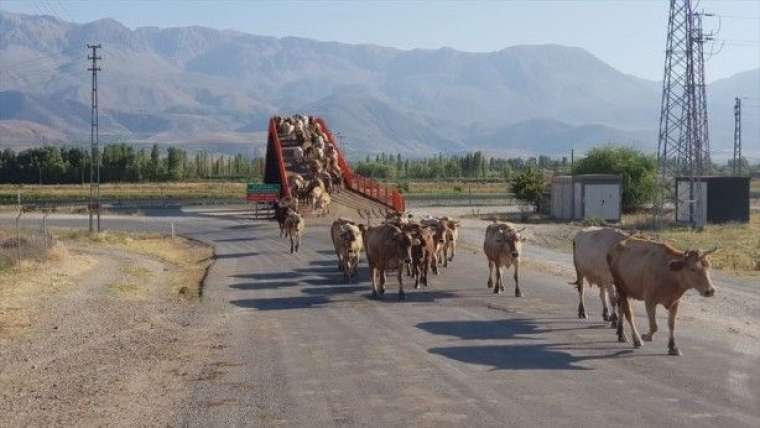 İşte Türkiye'nin ilk ekolojik üst geçidi 8