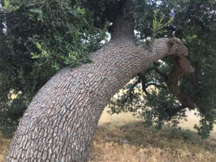 3 asırlık ağaca korkudan kimse dokunamıyor 4