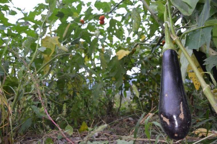 Bahçeyi gezerken buldular! Gören şaştı kaldı 11