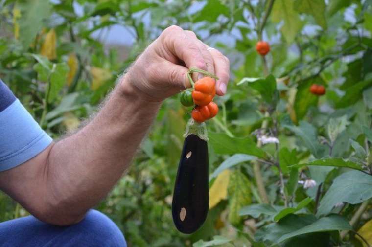 Bahçeyi gezerken buldular! Gören şaştı kaldı 12