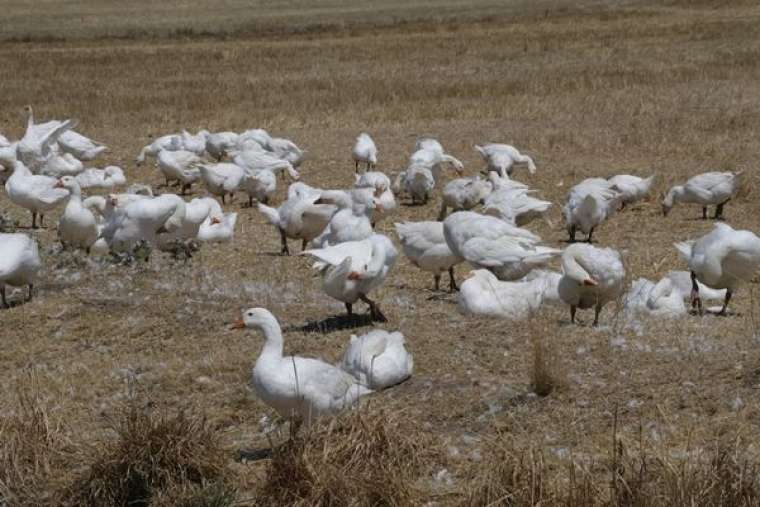 Hobi olarak başladı! Siparişlere yetişemiyor 6