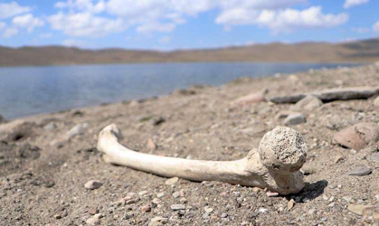 Erzurum'da korkutan görüntü: Sular çekilince ortaya çıktı 1