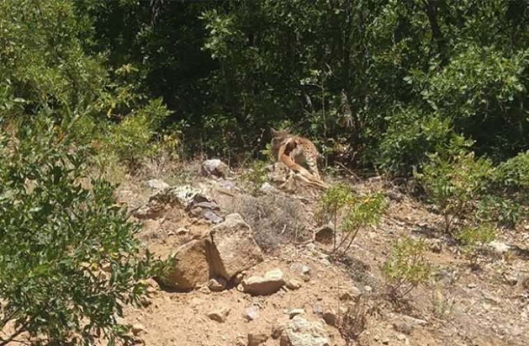 Ormanın hayaleti böyle görüntülendi 2