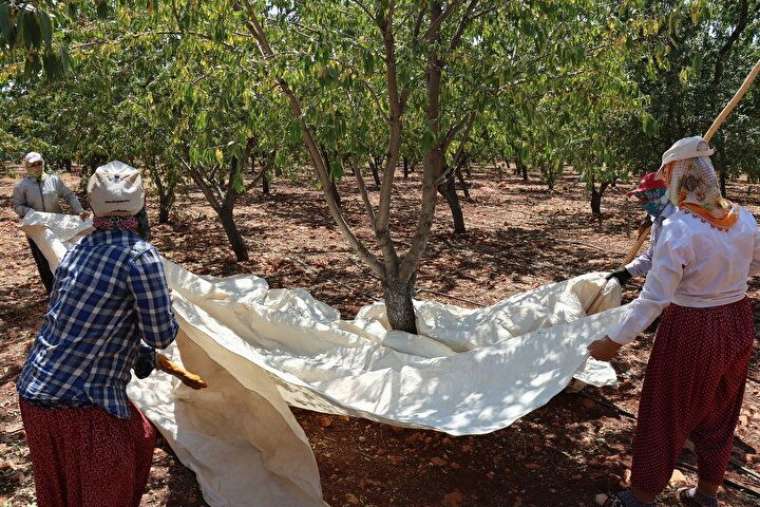 Mesleğini bırakıp köyüne döndü, verimi de geliri de çok yüksek! 6