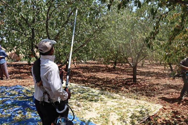 Mesleğini bırakıp köyüne döndü, verimi de geliri de çok yüksek! 3