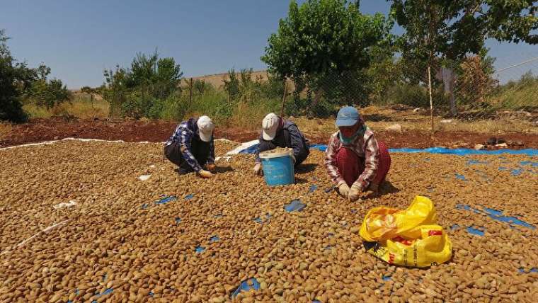 Mesleğini bırakıp köyüne döndü, verimi de geliri de çok yüksek! 5