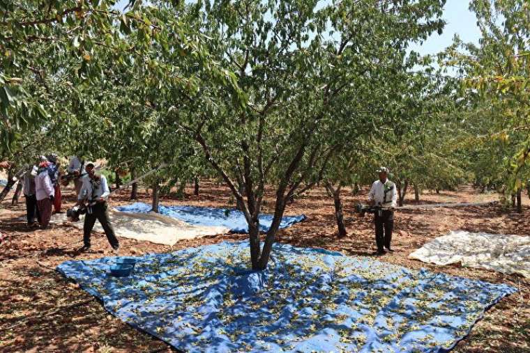 Mesleğini bırakıp köyüne döndü, verimi de geliri de çok yüksek! 4