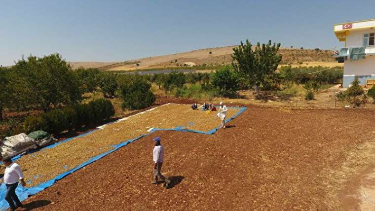 Mesleğini bırakıp köyüne döndü, verimi de geliri de çok yüksek! 7