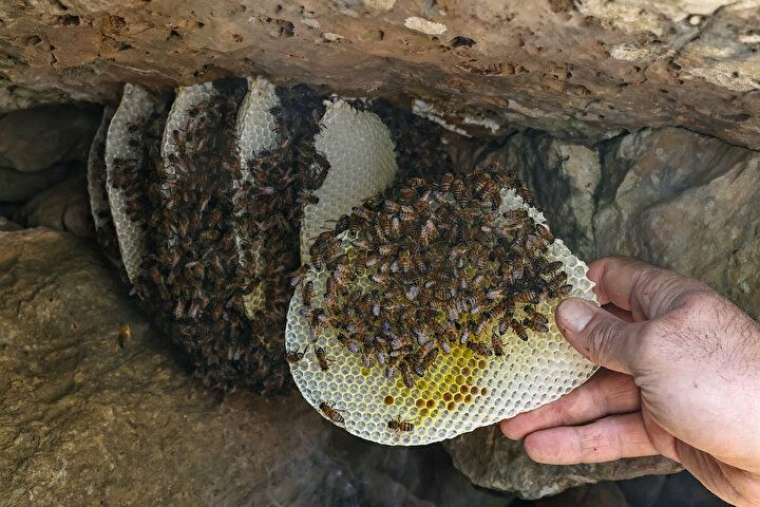 Altından daha değerli, bin bir güçlükle çıkarılıyor 4