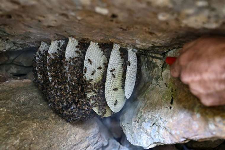 Altından daha değerli, bin bir güçlükle çıkarılıyor 16