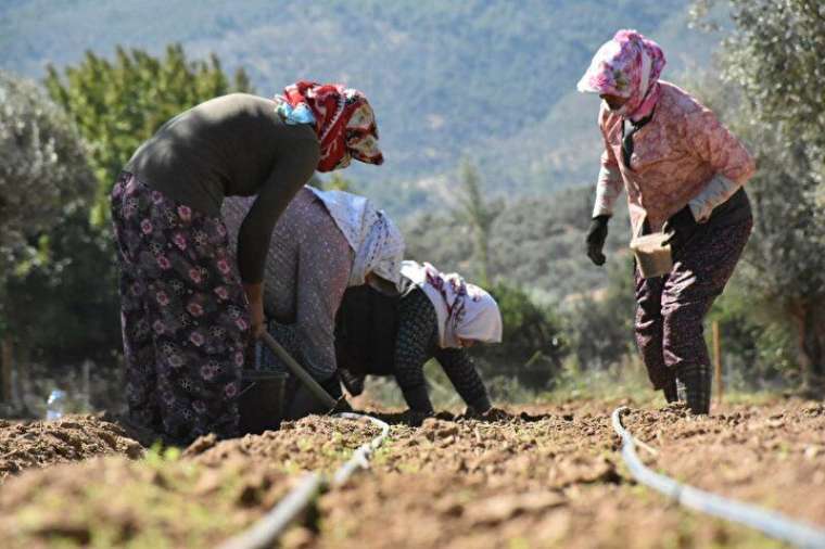 Taleplere yetişemiyor, kilogramı 500 liraya satılıyor! 5