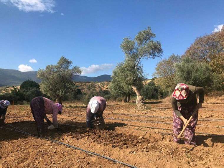 Taleplere yetişemiyor, kilogramı 500 liraya satılıyor! 2