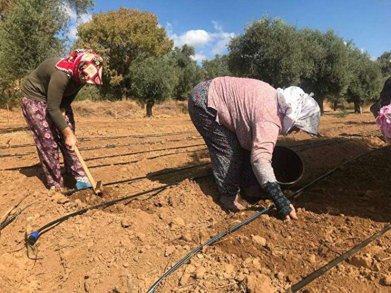 Taleplere yetişemiyor, kilogramı 500 liraya satılıyor! 8