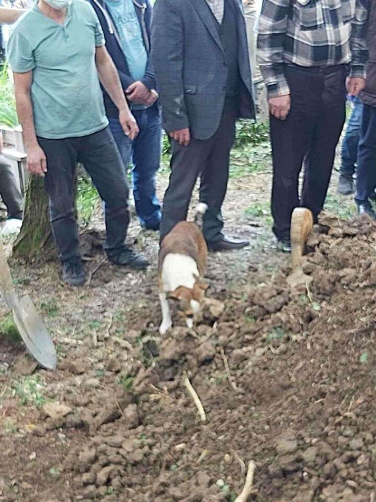 Duygulandıran görüntü! Köpeği mezarın başından ayrılmadı 1