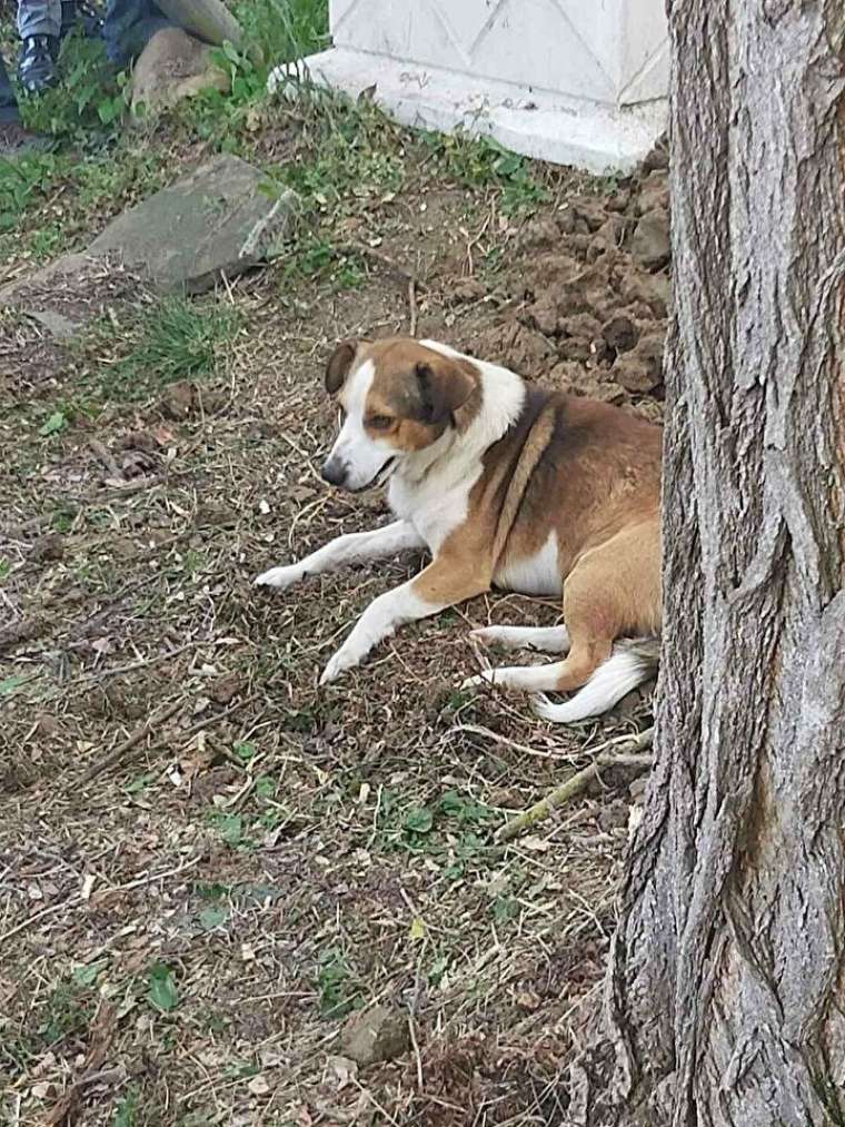 Duygulandıran görüntü! Köpeği mezarın başından ayrılmadı 3