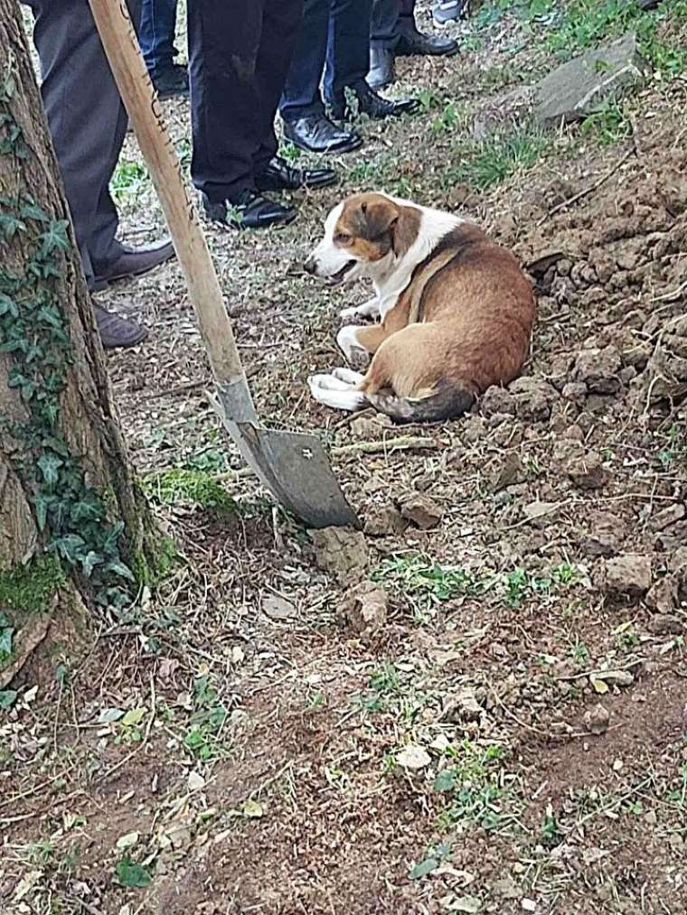 Duygulandıran görüntü! Köpeği mezarın başından ayrılmadı 4