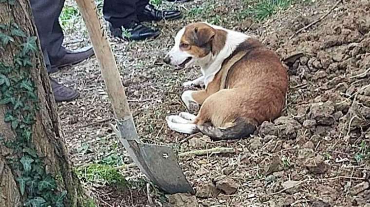 Duygulandıran görüntü! Köpeği mezarın başından ayrılmadı 5