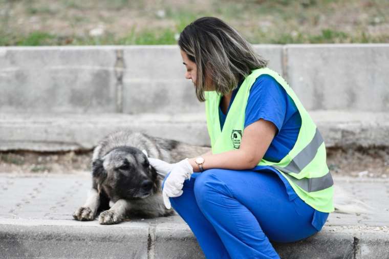 Sarıçam Belediyesi’nin şefkat eli bu kez de sokak hayvanlarına uzandı 1