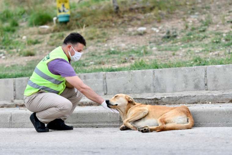 Sarıçam Belediyesi’nin şefkat eli bu kez de sokak hayvanlarına uzandı 7