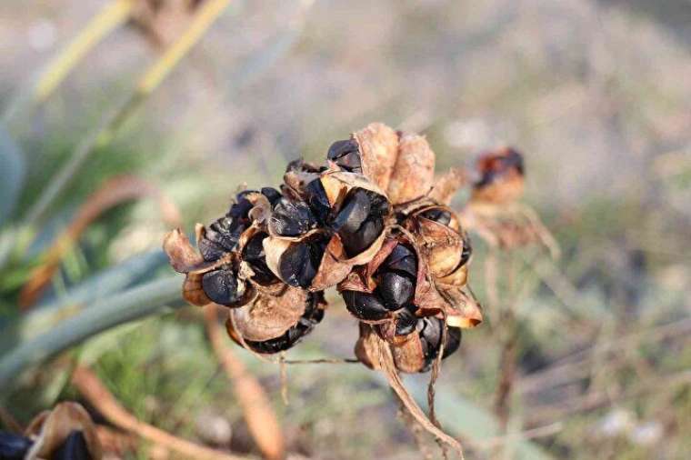 Bu çiçeği kopartmanın cezası dudak uçuklatıyor 9