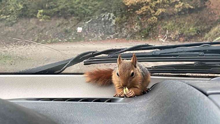 Çay içiyor, cips yiyor, otomobille geziyor! 1