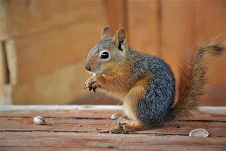 Çay içiyor, cips yiyor, otomobille geziyor! 8