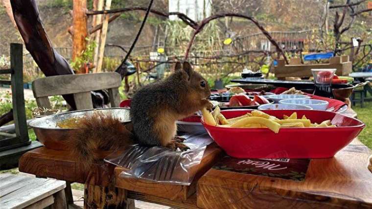 Çay içiyor, cips yiyor, otomobille geziyor! 10