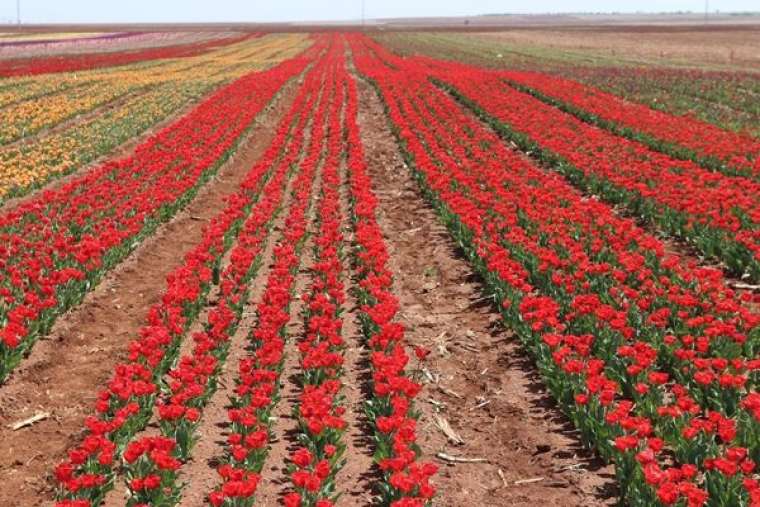 Türkiye'de üretildi... 10'dan fazla ülkeye ihraç ediliyor 1