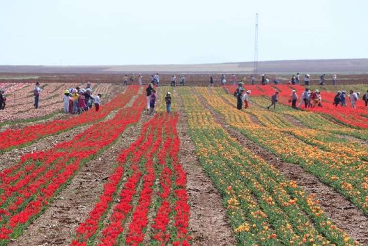 Türkiye'de üretildi... 10'dan fazla ülkeye ihraç ediliyor 4