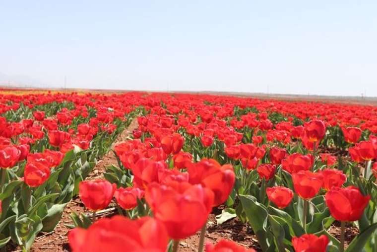 Türkiye'de üretildi... 10'dan fazla ülkeye ihraç ediliyor 5