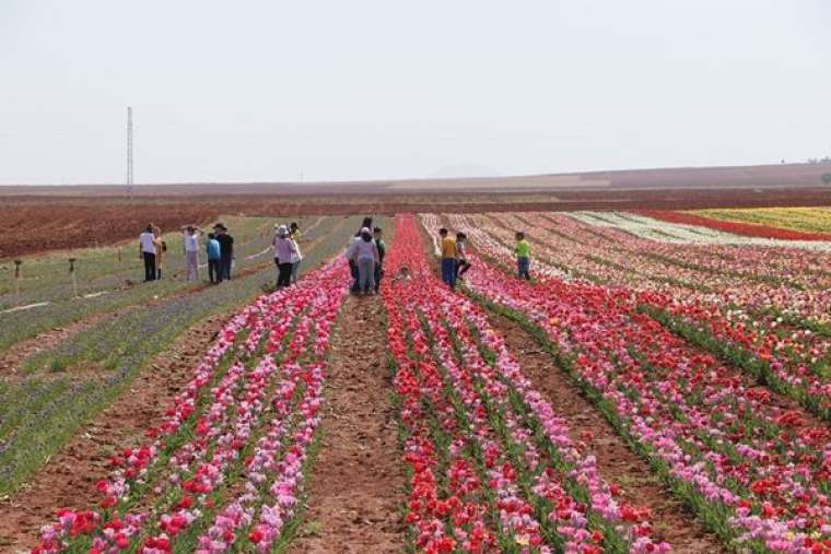 Türkiye'de üretildi... 10'dan fazla ülkeye ihraç ediliyor 12