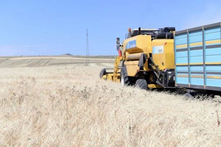 Topraklarına deneme amaçlı ata tohumu ektiler! Karşılaştıkları manzara karşısında şok oldular 5