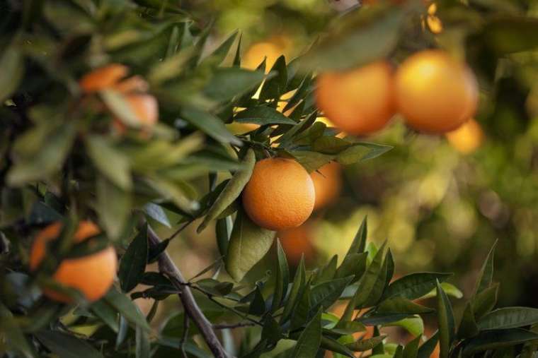 Damarlardaki tüm zehri söküp atıyor! Yağlanmayı %40 oranında düşürüyor: İşte mucize meyve 20