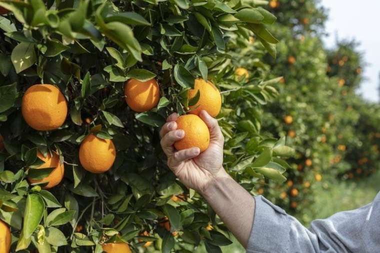 Damarlardaki tüm zehri söküp atıyor! Yağlanmayı %40 oranında düşürüyor: İşte mucize meyve 13