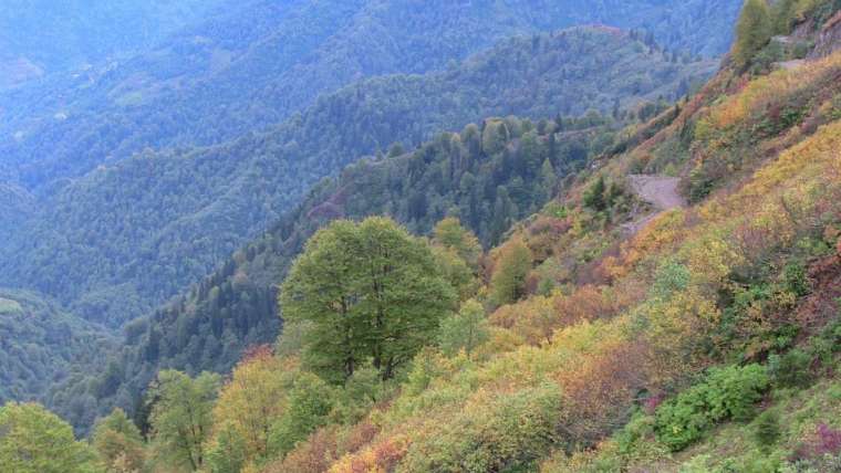 Tehlike Türkiye sınırlarına da dayandı! Evlere girerlerse bir daha çıkmıyorlar 2