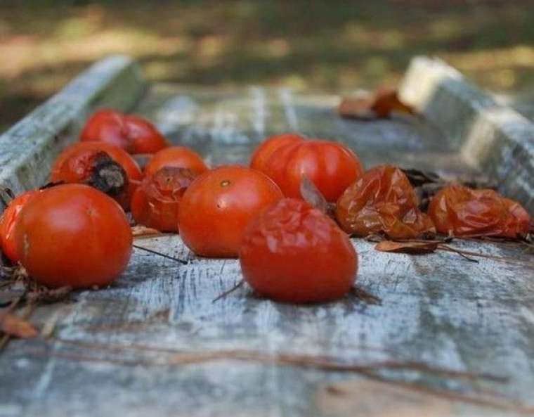 Çürüyen domateslerinizi sakın çöpe atmayın! Bu etkisini ilk kez duyacaksınız 6