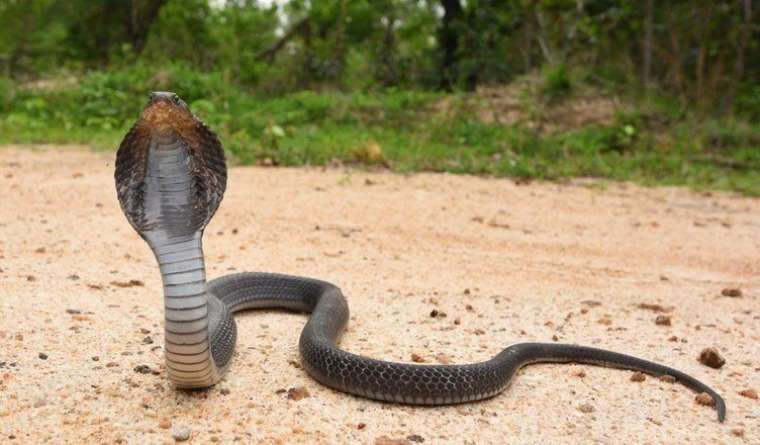 Herkes bunu konuşuyor! 8 yaşındaki çocuk zehirli kobrayı ısırarak öldürdü 3