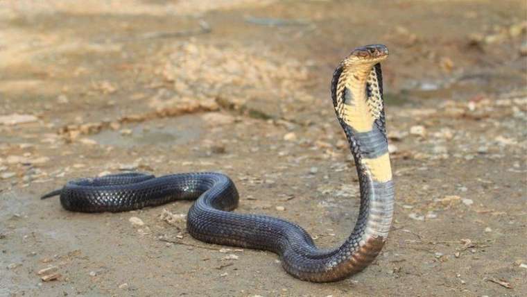 Herkes bunu konuşuyor! 8 yaşındaki çocuk zehirli kobrayı ısırarak öldürdü 5