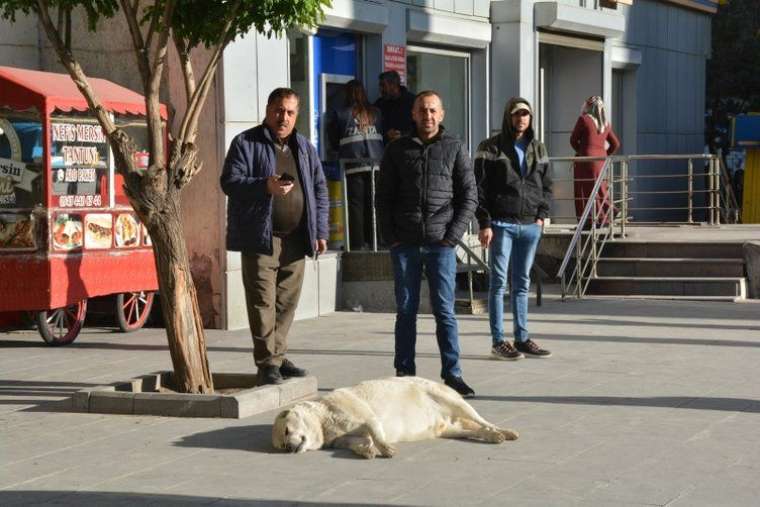 Kuduz vakasının görüldüğü yer hayalet köye döndü! Köpeklerle karşılaşmamak için bakın ne yapıyorlar! 13