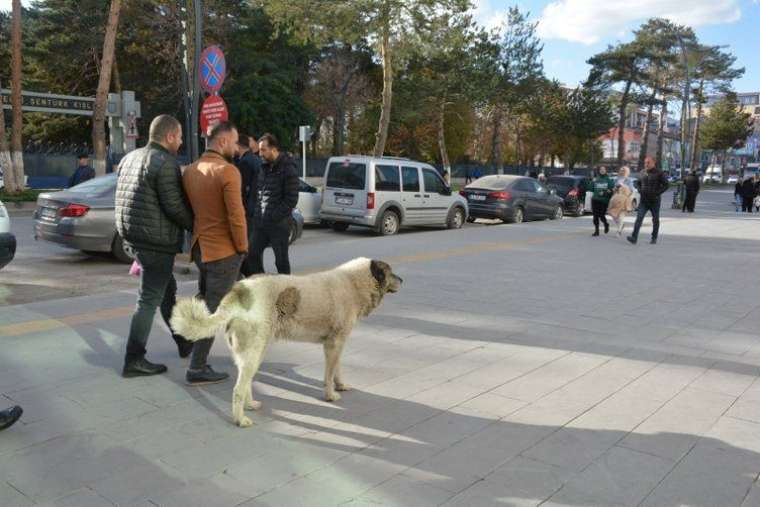 Kuduz vakasının görüldüğü yer hayalet köye döndü! Köpeklerle karşılaşmamak için bakın ne yapıyorlar! 14