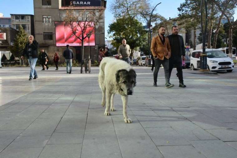 Kuduz vakasının görüldüğü yer hayalet köye döndü! Köpeklerle karşılaşmamak için bakın ne yapıyorlar! 6