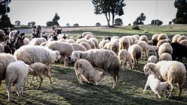 Kuzularını otlatırken buldu! Tarihi buluş sonrası uzmanlar harekete geçti 6