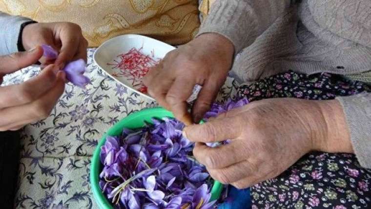 2 dönümde sadece 500 gram çıkıyor! Kilosu tamı tamına 60 bin TL 6