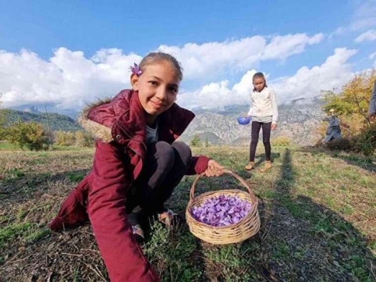 2 dönümde sadece 500 gram çıkıyor! Kilosu tamı tamına 60 bin TL 2